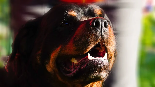 Rottweiler pozu, evcil köpek, adamın arkadaşı, evcil hayvan, köpek, rottweiler, hayvan, siyah, köpek, köpek, köpek, kahverengi, şirin, safkan, bekçi, memeli, yerli, portre, mutlu, cins, dil, büyük, beyaz, genç, çimen, izole, güçlü