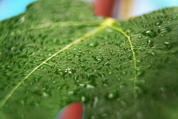 Grünes Blatt Wassertropfen Wasser Auf Einem Blatt Wassertropfen Pflanze Hintergrund — Stockfoto