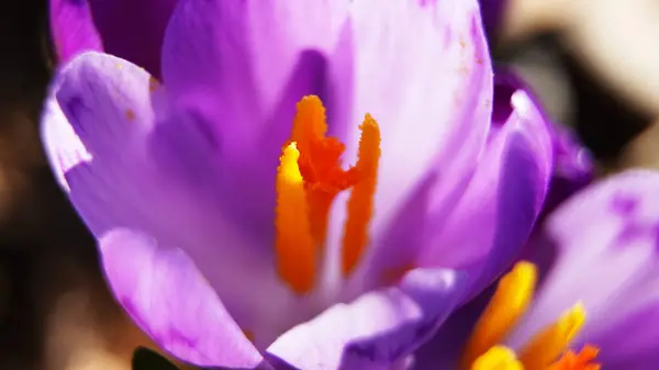 Крокус Заповеднике Цветок Крокус Весна Природа Растение Фиолетовый Сад Макро — стоковое фото