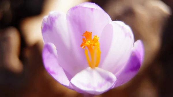 Crocus, çiçek, crocus, bahar, doğa, bitki, mor, bahçe, makro, çiçek, mor, çiçek, çiçek, pembe, çiçek, çiçek, çiçek, güzellik, mevsim, taç yaprak, güzel, beyaz, çiçek, yeşil, yakın plan, mavi, yapraklar,