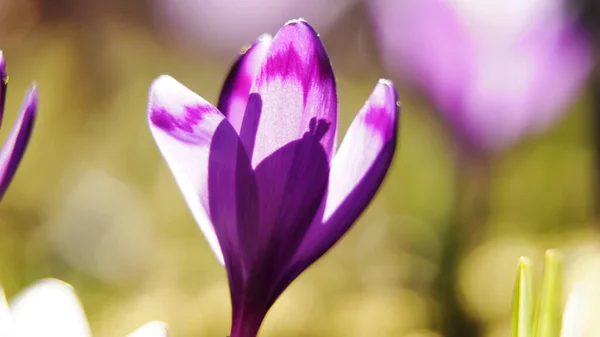 Крокус Заповеднике Цветок Крокус Весна Природа Растение Фиолетовый Сад Макро — стоковое фото