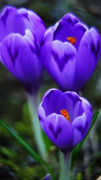 Vahşi doğada Crocus sativus, çiçek, crocus, spring, mor, doğa, çiçekler, bitki, bahçe, çiçek, menekşe, yeşil, çiçek, yaprak, Paskalya, beyaz, makro, mevsim, güzellik, kapanış, çiçek, çimen, mavi, safran, renk, çiçek, çiçek,