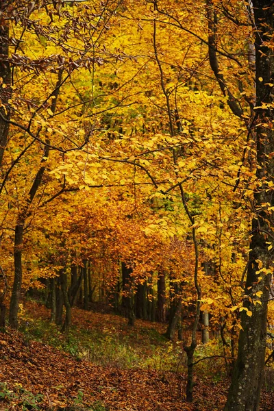 Zlatý Podzim Zakarpatech Podzim Les Strom Podzim Příroda Park Listy Stock Fotografie