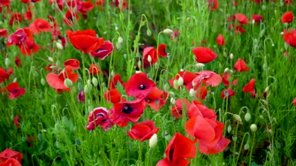 Recuerdo Amapola Campo Con Amapolas Naturaleza Montañas Flores Rojas Campo — Vídeo de stock