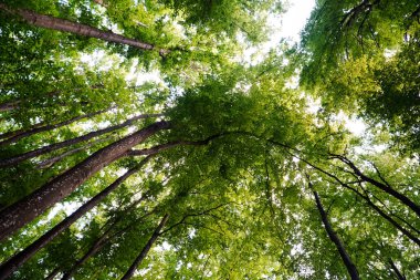 Ağaç taç, orman, doğa, orman, arka plan, yeşil yapraklar, ağaç, orman, ağaç, yeşil, doğa, ağaçlar, ilkbahar, manzara, yaprak, orman, yaprak, yaprak, yaprak, yeşillik, yaprak, yaprak, yaprak, yaprak, çevre, park, güneş, kayın, yol, orman, orman, güzel