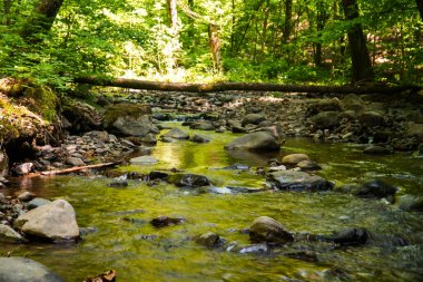 su taşları yıkar, su ormanlarda, nehir, su, nehir, nehir, dere, doğa, şelale, taş, kaya, dere, manzara, kayalar, orman, akarsu, çağlayan, yeşil, dağ, bahar, sonbahar, güzel, ıslak, açık hava, park, çevre