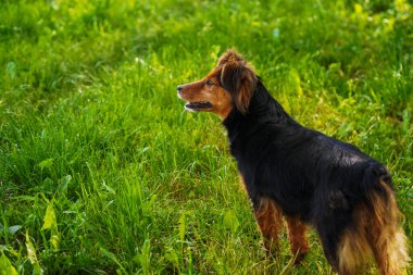 Çimenlerin üzerindeki köpek, yeşil çimenler, köpek görünümlü, köpek, hayvan, hayvan, hayvan, sevimli, köpek, köpek, köpek, köpek, köpek, köpek, köpek yavrusu, çim, kahverengi, köpek, dachshund, portre, soy ağacı, memeli, siyah, altın, genç, köpek, yerli, doğa, safkan, av köpeği, Gordon, yeşil, İrlandalı