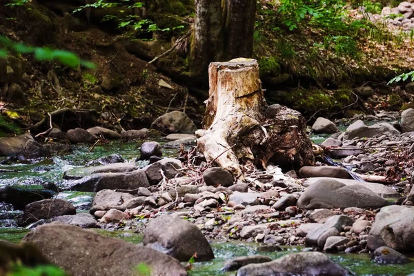 Arbre Chevaux Sur Rechka Écologie Forêt Naturelle Eau Rivière Ruisseau — Photo