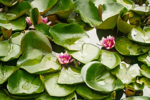 water lily on the water, blooming plant,flower, water, lotus, lily, pond, pink, nature, plant, green, water lily, leaf, lake, waterlily, bloom, flora, aquatic, leaves, garden, white, blossom, beautiful, beauty, flowers, summer, lilies