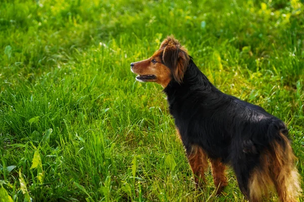 dog on the grass, green grass, dog looking,dog, animal, pet, cute, canine, setter, puppy, grass, brown, breed, dachshund, portrait, pedigree, mammal, black, golden, young, dogs, domestic, nature, purebred, retriever, gordon, green, irish