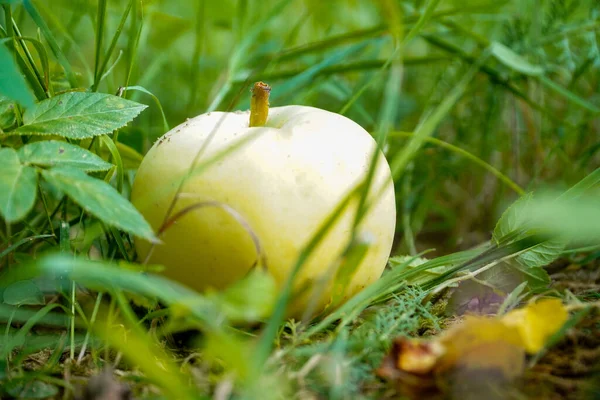 apple on the grass, fallen apple, green, nature, fruit, fruit, background