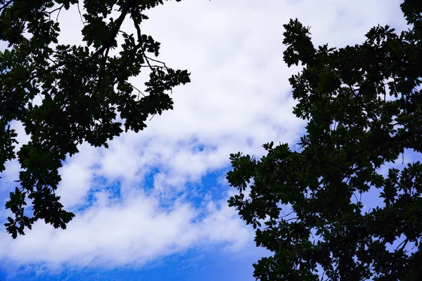 sky in clouds, white clouds, blue sky noon sky, clouds over the mountains, overcast cloudsnature, background, weather, summer, mountains