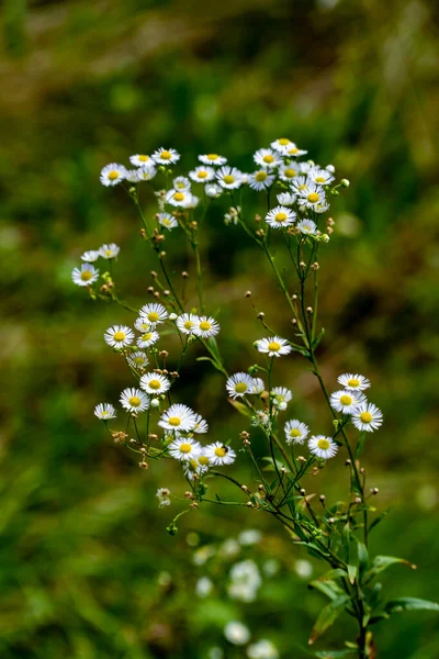 White Daisy Flower Field Daisy Mountains Nature Mountains Background Summer — Stock Photo, Image