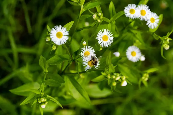 White Chamomile Flower Field Bee Flower Pollination Nature Mountains Background — Stock Photo, Image