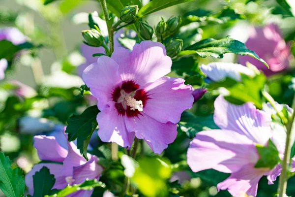 Hibiscus, çalılıkta çiçek, Çin gülü, çay çiçeği, çiçek açan çalı 