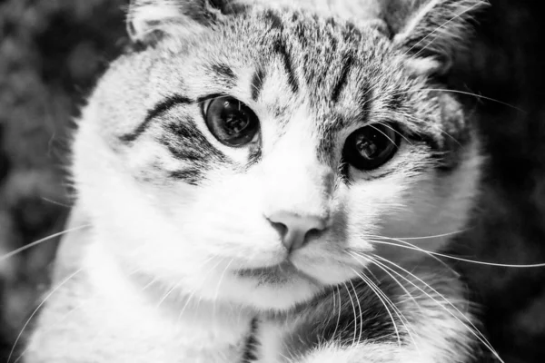 Huis Kat Huis Kat Kat Dier Huisdier Kitten Schattig Katachtig — Stockfoto