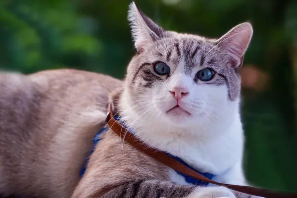 Hauskatze Hauskatze Katze Tier Haustier Kätzchen Niedlich Katze Häuslich Gestromt — Stockfoto