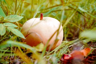 Çimlerde elma, yeşil elma, meyve, meyve, hayat, meyve, olgun elma