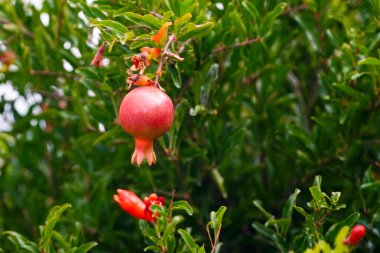 Çiçek açan bir çalıda tek bir nar meyvesi olgunlaşan bir nar çalısı, kırmızı yeşil meyve, yeşil bir çalıda kırmızı nar. 