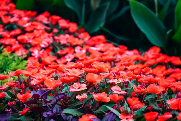 Çiçekli kırmızı balsamin leylak fesleğeni, parlak renklerden bir halı, parlak kırmızı çiçekler