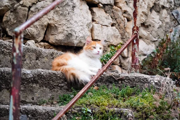 Kırmızı ve beyaz kedi, şaşırmış bir bakışla, kedi merdivenlerde yatıyor. 