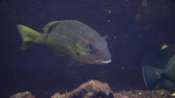 Podvodní Obraz Tropických Ryb Mořského Akvária Podmořský Svět — Stock video
