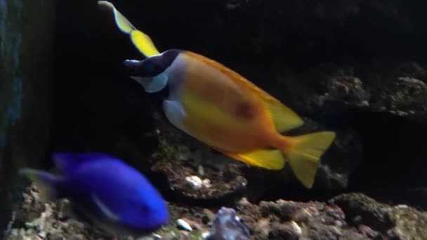 热带鱼类 海洋水族馆水下世界的水下图像 — 图库视频影像