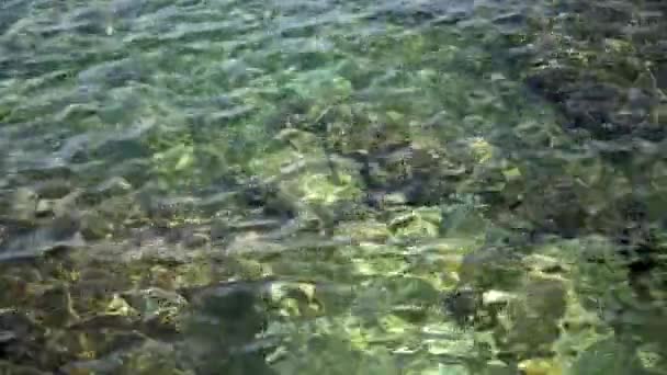 Żebro Czystej Wodzie Morskiej Skaliste Dno Morskie Adriatyk — Wideo stockowe