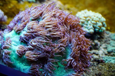 Tropikal balıkların sualtı görüntüsü, tuzlu su akvaryumu