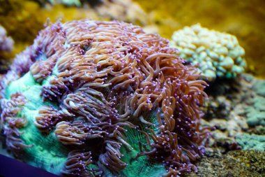 Tropikal balıkların sualtı görüntüsü, tuzlu su akvaryumu