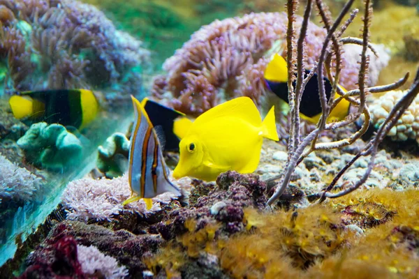 Tropikal Balıkların Sualtı Görüntüsü Tuzlu Akvaryumu — Stok fotoğraf