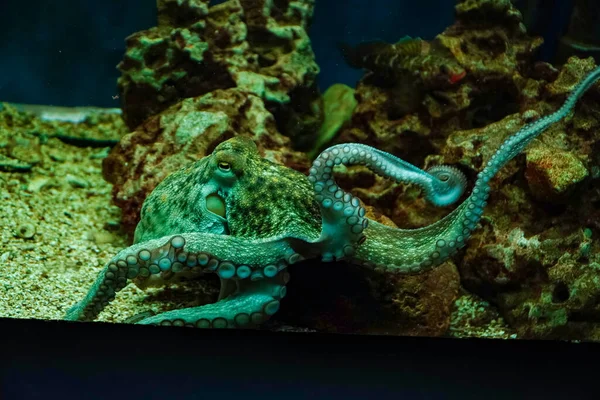 Criaturas Aguas Profundas Monstruo Submarino Exposición Submarina Animales Tropicales Acuario — Foto de Stock