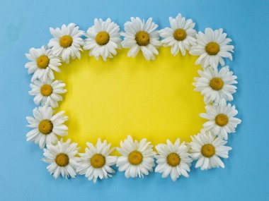 Papatya çiçekleri mavi arka planda serilir.