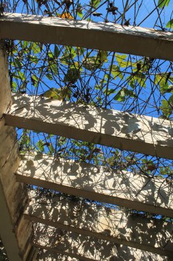 Bahçe yolundaki beton sütunların geniş bir perspektifi yemyeşil sürünen bitkilerle kaplıdır. Simetrik açık hava mimarisi taş yolda güzel doğal gölgeler oluşturuyor. Manzara ve tasarım kavramları için mükemmel..