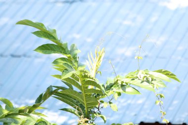 Taze yeşil mango yaprakları, açık beyaz arka planda, metin için geniş bir kopya alanı sağlıyor. Canlı yeşillik, botanik ayrıntıları ve çevre konseptine odaklanan yüksek anahtarlı doğa fotoğrafçılığı.