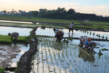 Bir grup geleneksel Endonezyalı çiftçi gün doğumunda sel basmış bir çeltik tarlasında taze pirinç fideleri dikiyorlar. Güneydoğu Asya 'da takım çalışması, gıda güvenliği ve geleneksel sürdürülebilir tarımı temsil eden yüksek talep içeren bir sahne.