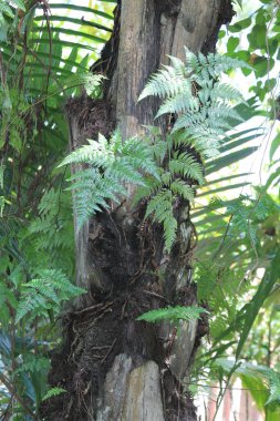 Tropik eğreltiotu yaprakları, bereketli bir yağmur ormanında dokulu bir palmiye gövdesinde epifitik olarak büyüyor. Güzel doğal yeşil bitki örtüsü, botanik araştırmaları, çevresel kavramlar ve egzotik orman dokuları için mükemmel.