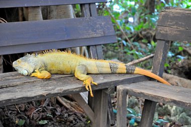 İguana Dolphin Cove, Ocho Rios, Jamaica