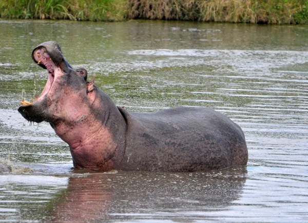 Kenia, Safari en el Parque Nacional Masai Mara, Hippo — Foto de Stock