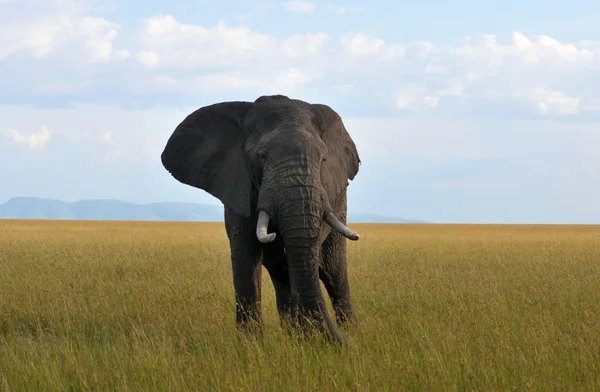 Kenia, Safari in het nationale Park Masai Mara, Elefant — Stockfoto