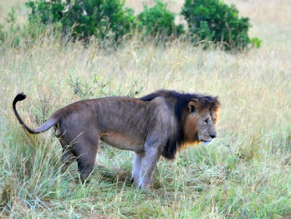 Quênia, Safari no Parque Nacional Masai Mara, Leão — Fotografia de Stock