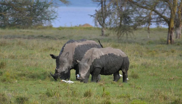 Kenya, Safari in the national Park Masai Mara, Rhino — Stock Photo, Image