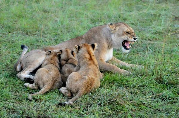 Quênia, Safari no Parque Nacional Masai Mara, Leão com filhotes — Fotografia de Stock
