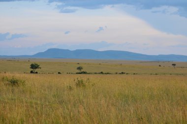 Günbatımı Masai Mara Ulusal rezerv