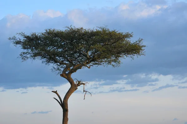Een enkele boom in Masai Mara National Reserve — Stockfoto