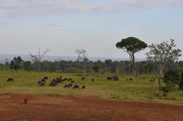 Parque Nacional de Aberdare — Foto de Stock