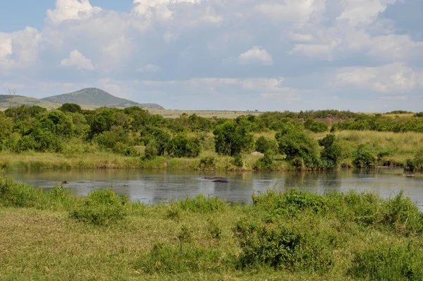 La plataforma de observación en el río Mara, reserva nacional Masai Mara, Kenia — Foto de Stock