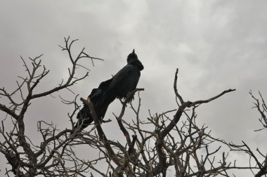Ölü atı State Park, Utah, ABD ravens