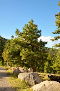 Dixie Ulusal Ormanı, Utah, ABD