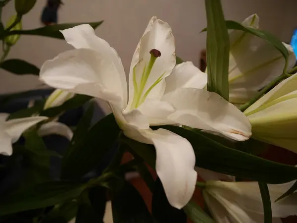Un beau bouquet de lys blancs — Photo